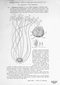 Microsphaera guarinonii image